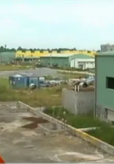 Nhà máy chậm tiến độ, người trồng sắn Phú Thọ lao đao