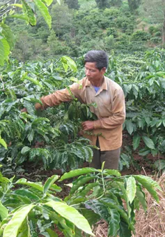 Vấn đề tái canh khiến nông dân trồng cà phê đau đầu