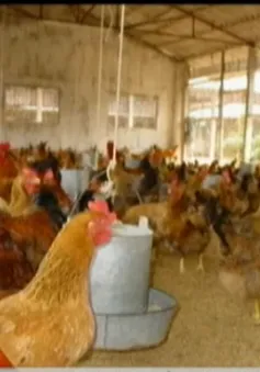 Trứng và thịt gia cầm: Chênh lệch giá bán sỉ và bán lẻ