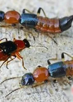 Phòng và điều trị bệnh viêm da do côn trùng