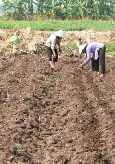 Vĩnh Long: Diện tích trồng khoai lang tăng đột biến