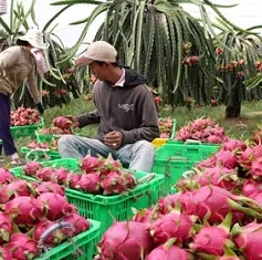 Năm 2014, xuất khẩu thanh long vào Mỹ tiếp tục khả quan