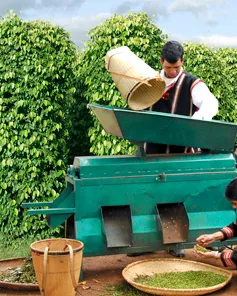 Tiêu đầu mùa bị thương nhân nước ngoài ép giá 