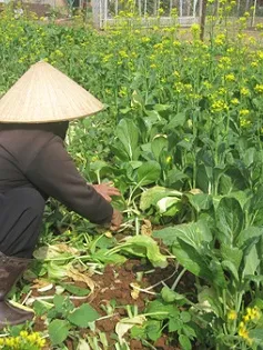 Rau tại ruộng rớt giá thê thảm, rau tại chợ giá cao gấp... 20 lần