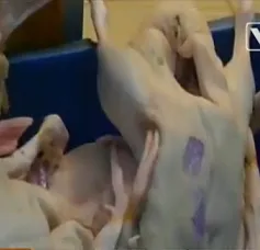"Phù phép" gia cầm không rõ nguồn gốc để tuồn vào siêu thị