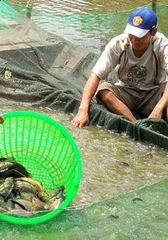 Quảng Trị: Thí điểm thành công mô hình nuôi cá rô đầu vuông