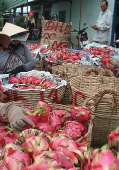 "Vỡ" quy hoạch, thanh long rớt giá thê thảm