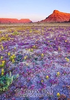 Tuyệt đẹp sa mạc hoa dại ở cao nguyên Colorado, Mỹ