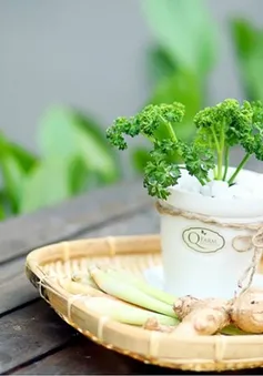 Cây cảnh gia vị: Ngon miệng, đẹp mắt