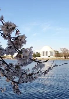 Ngắm hoa anh đào rực rỡ bên dòng Potomac ở Washington D.C
