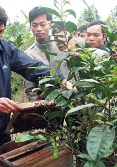 Sinh ra từ làng
