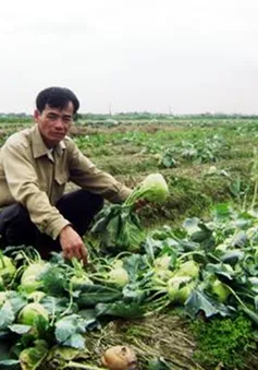 Khổ vì... được mùa rau