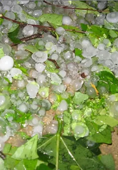 Liên tiếp 3 trận mưa đá dữ dội tại Lào Cai
