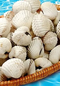 Sò huyết bổ ngũ tạng, trị viêm loét dạ dày tá tràng