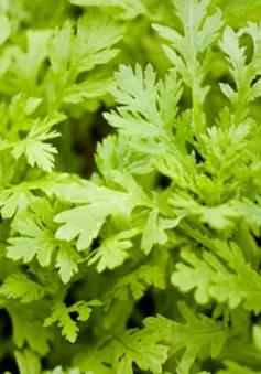 Món ăn, bài thuốc từ cải cúc