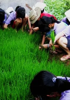 Dạy trẻ hiểu giá trị của lao động