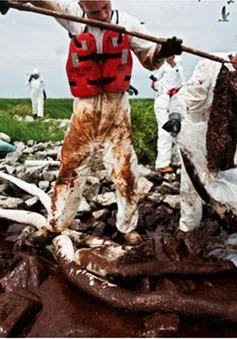 Hậu quả khủng khiếp từ thảm họa tràn dầu vịnh Mexico