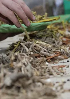 Uống thuốc Đông y sao cho hiệu quả?