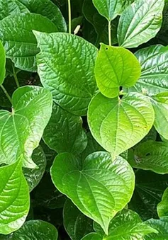Công dụng chữa bệnh kỳ diệu của lá lốt