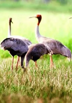 Hải Dương phát triển du lịch cộng đồng ở khu sinh thái Đảo Cò