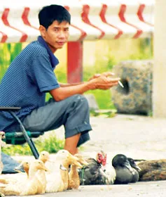 Vận chuyển gia cầm trái phép vẫn lén lút hoạt động