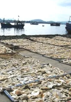 Thâm nhập "góc khuất" trong chế biến hải sản khô