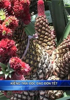 Kiểng trái lạ đón Tết