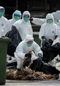 Hong Kong, Trung Quốc: Tết Nguyên đán không thịt gà vì H7N9