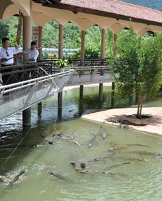 Câu cá sấu ở khu du lịch Yang Bay, Khánh Hòa 