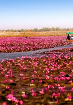 Đến Nong Han - Thái Lan ngắm đầm hoa rực rỡ sắc hồng
