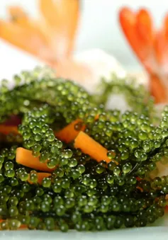 Đặc sản biển Nha Trang - Rong nho biển
