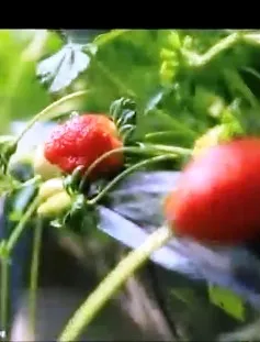 Trổ tài với Salad dâu tây 