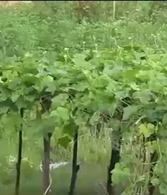 Tăng vốn pháp định BĐS - Khó loại bỏ chủ đầu tư “tay không bắt giặc”