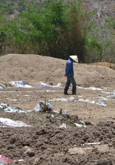 “Sống dở, chết dở” vì nhà máy sản xuất tinh bột sắn 