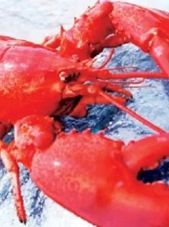 5 USD/kg tôm hùm tại Maine (Mỹ)