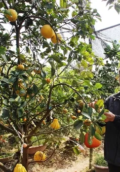 Cây ngũ quả độc đáo của lão nông 60 tuổi đất Hà Thành