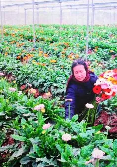 Thiếu giống hoa quý, mất hàng triệu USD mỗi năm để nhập khẩu