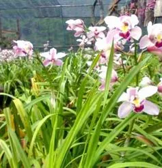 Hoa xứ lạnh vùng cao Kon Plông sẵn sàng phục vụ Tết 