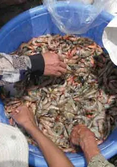 Tôm thẻ chân trắng thả nuôi chết hàng loạt