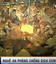 Nghệ An chủ động phòng chống dịch cúm gia cầm 
