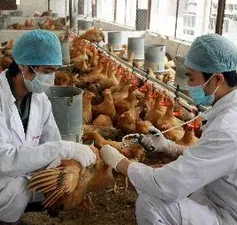Hà Tĩnh tập trung dập dịch cúm gia cầm