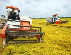 ĐBSCL được mùa vụ lúa Đông Xuân