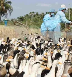 Dịch cúm gia cầm A/H5N1 có dấu hiệu giảm