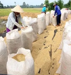 Đồng Tháp: Nông dân tham gia cánh đồng liên kết khó bán lúa