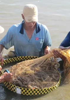 Sóc Trăng: Trên 2.300ha tôm nuôi bị thiệt hại