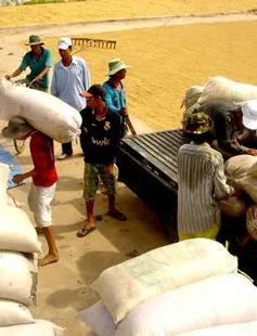 Thêm hai ngân hàng cho vay mua tạm trữ thóc, gạo