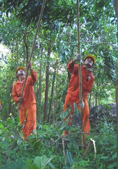 Quảng Nam xử lý “thấu tình, đạt lý” nhiều vụ vi phạm hành lang điện