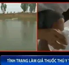 Nông dân "chịu trận" trước thuốc thú y thủy sản thật - giả lẫn lộn