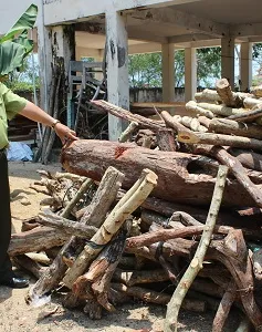 Thương lái Trung Quốc ồ ạt thu gom trắc dây không rõ mục đích