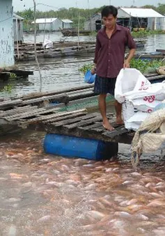 Giá cá điêu hồng tại Tiền Giang bất ngờ tăng trở lại